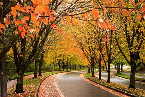 a road with trees and leaves