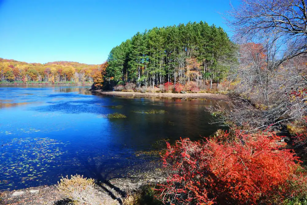 a lake surrounded by trees